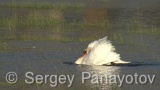 Video of Mute Swan - Mute Swan in the nest period in Shabla lake